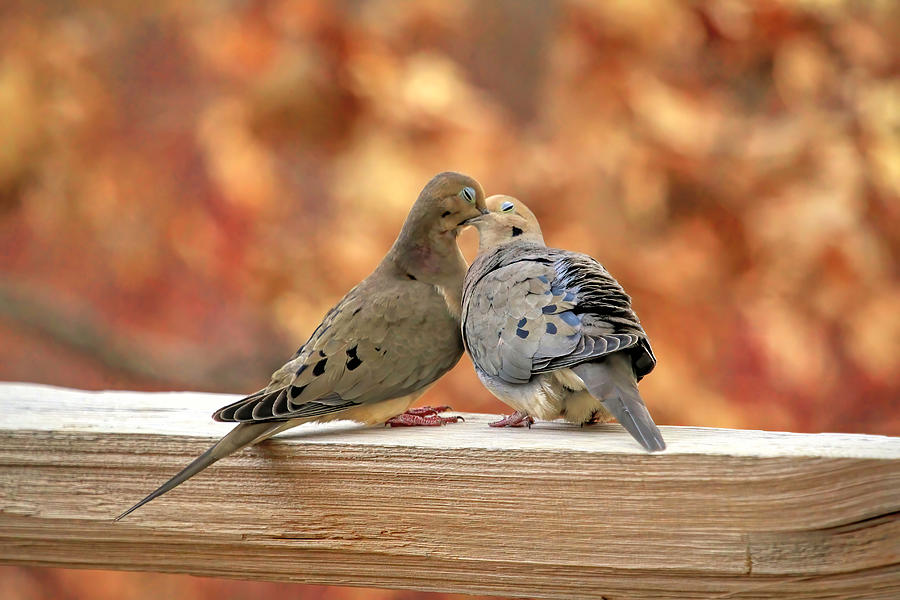 Love Birds Photograph by Donna Kennedy
