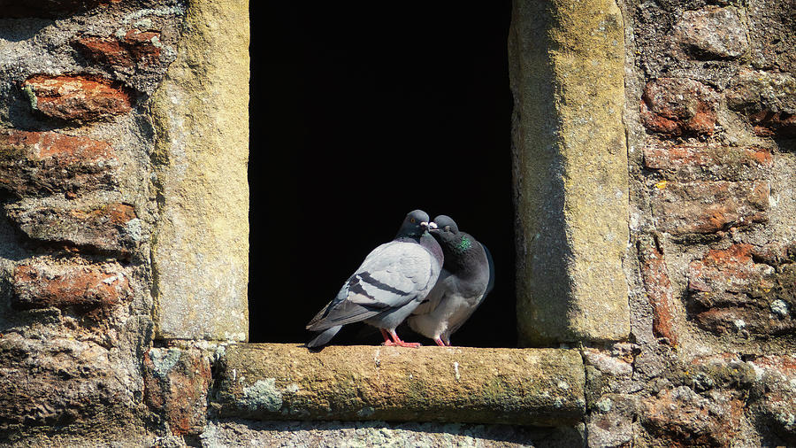 Love Birds Photograph by Framing Places
