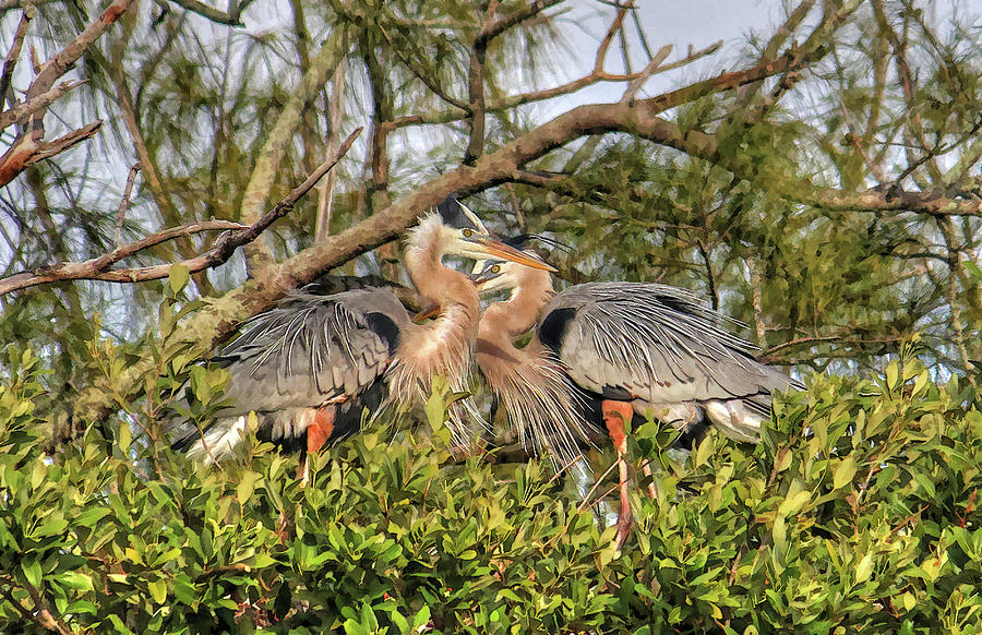 Love Birds - Great Blue Heron Photograph by HH Photography of Florida