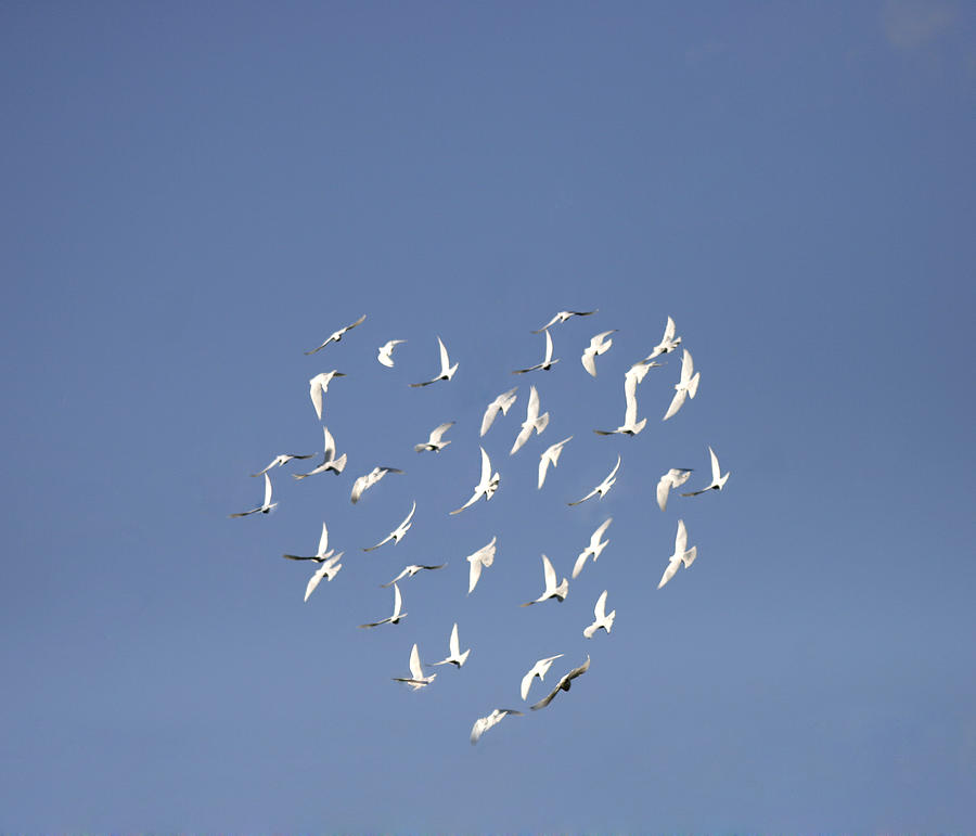 Love Birds - Heart Shape in the Sky Photograph by photo by Steve Stone