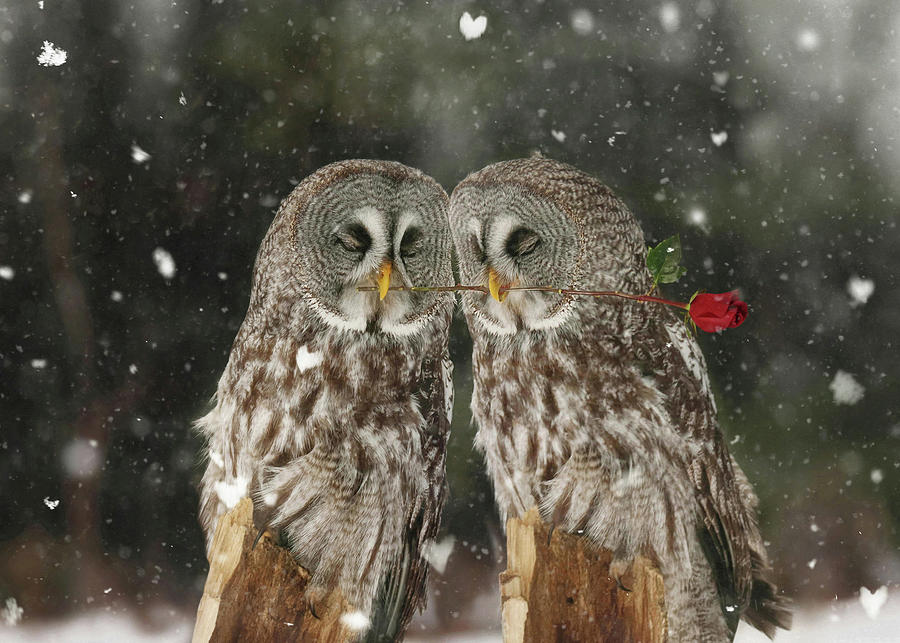 Love Birds in the Snow Photograph by Carrie Ann Grippo-Pike