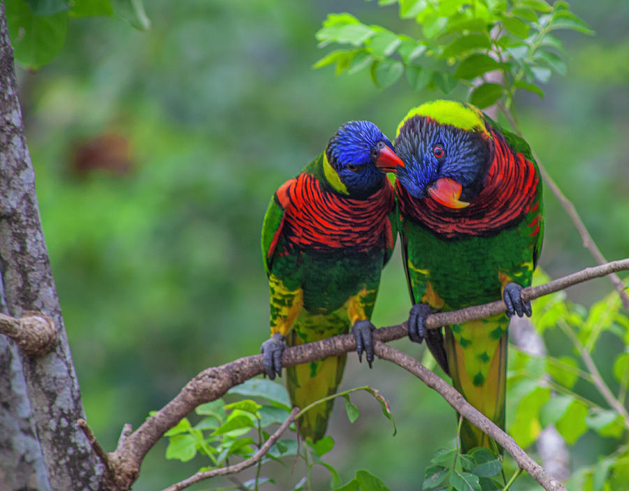 Love Birds Photograph by Matthew Bamberg