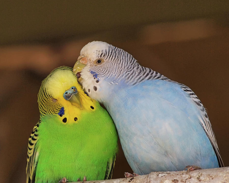 Love Birds Photograph by Scott Olsen