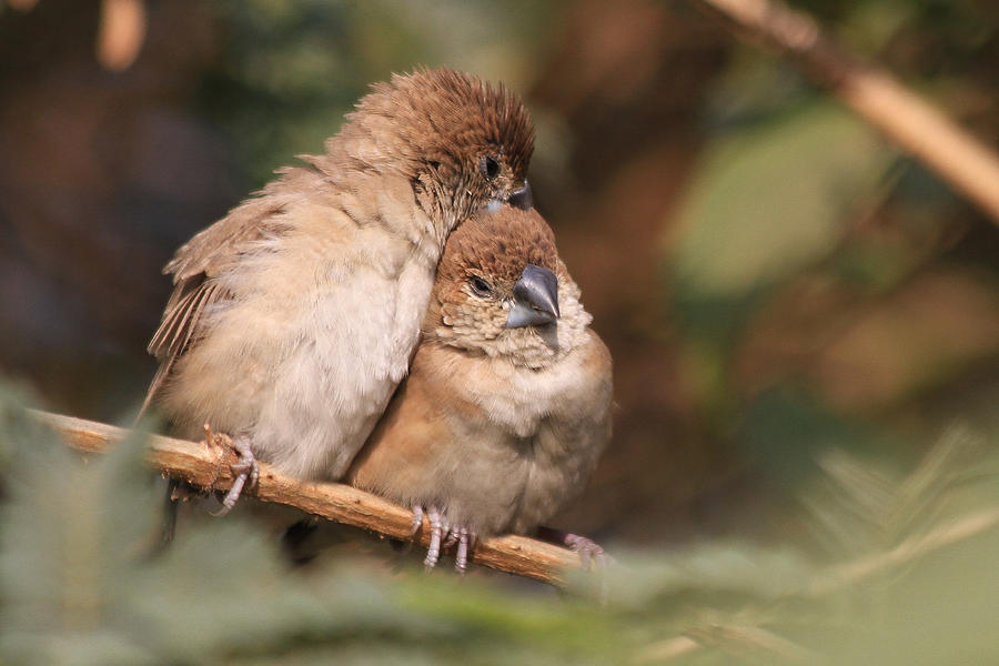 Love birds. Photograph by Shailendra Pratap Singh
