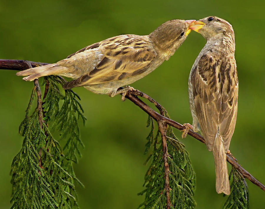 Love Birds Photograph by Susan Candelario
