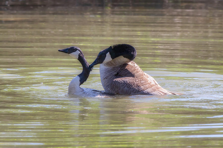 Love Bites - Canada Geese Mating Behavior Photograph by Susan Rissi Tregoning