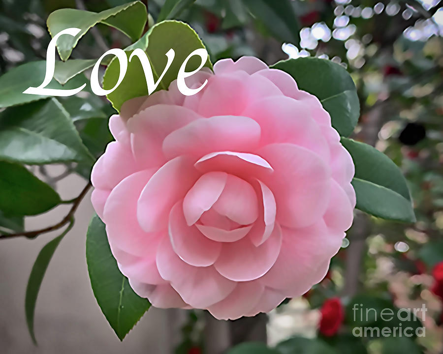 Love - Camellia Soft Pink Bloom Photograph by Kirt Tisdale