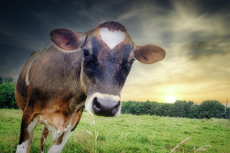 Love Cow Photograph by Bob Orsillo