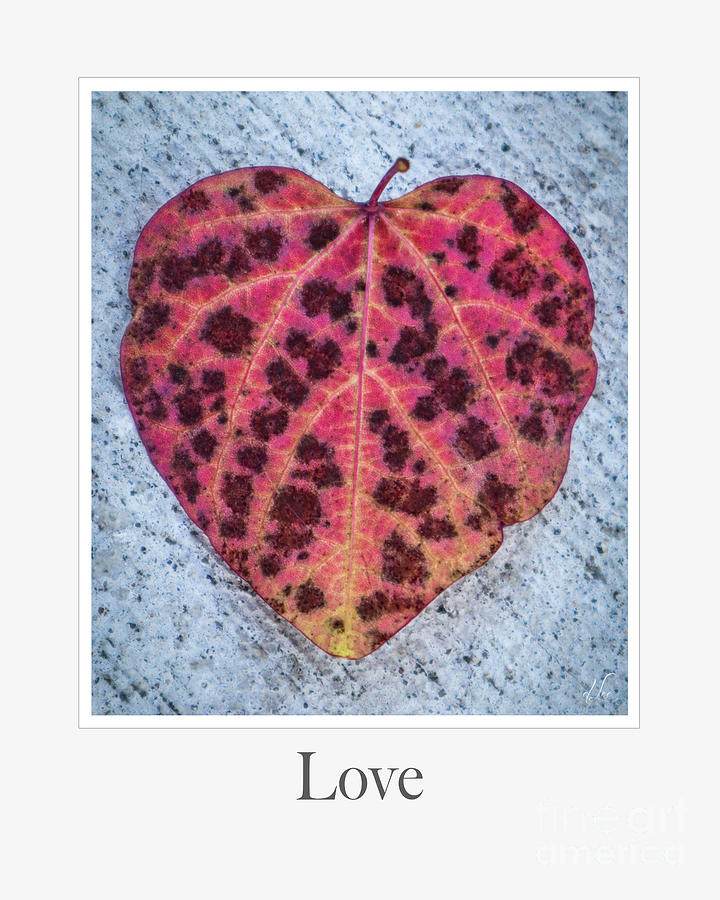 Nature Photograph - Love by D Lee