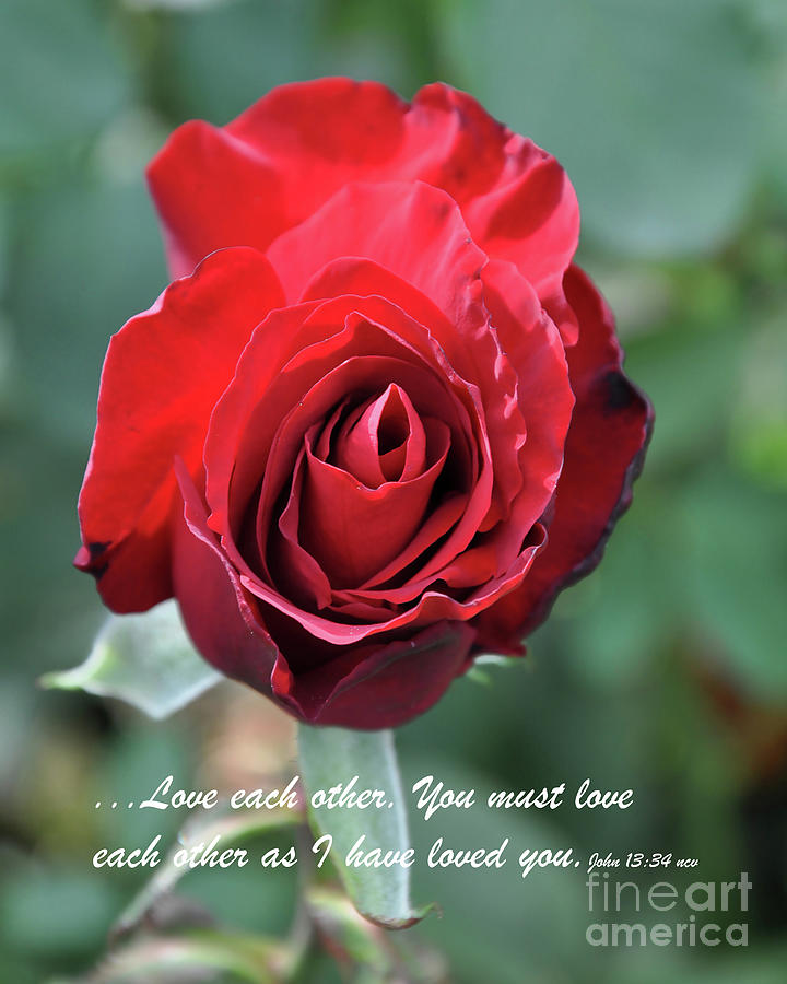 Love Each Other Red Rose Bloom Digital Art by Kirt Tisdale