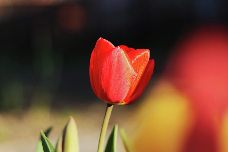 Love emotion with red tulipa in the garden. Thankful to care it has enough nutrients to grow up. Warm beautifly color petals to red. Concept of summer flowers, happiness and hope Photograph by Vaclav Sonnek