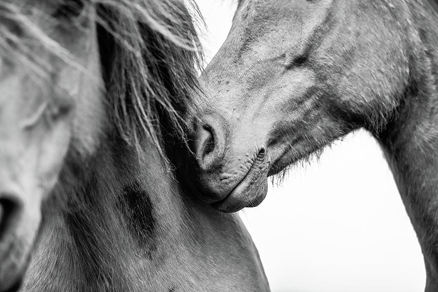 Love II - Horse Art Photograph by Lisa Saint