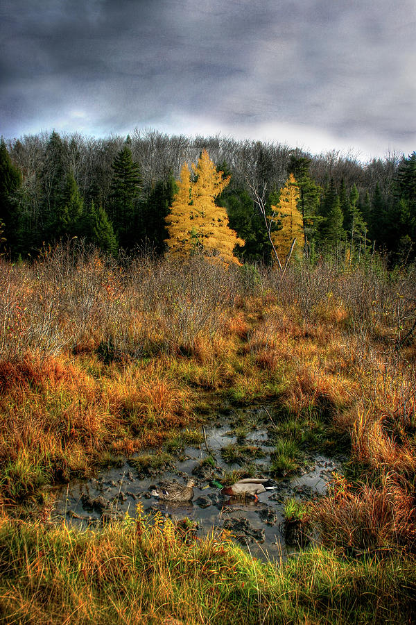 Love in a Larch Wallow Photograph by Wayne King