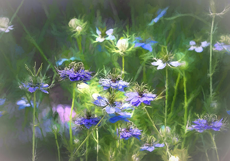 Love-in-a-Mist and its many shades of Blue Photograph by Mary Lynn Giacomini