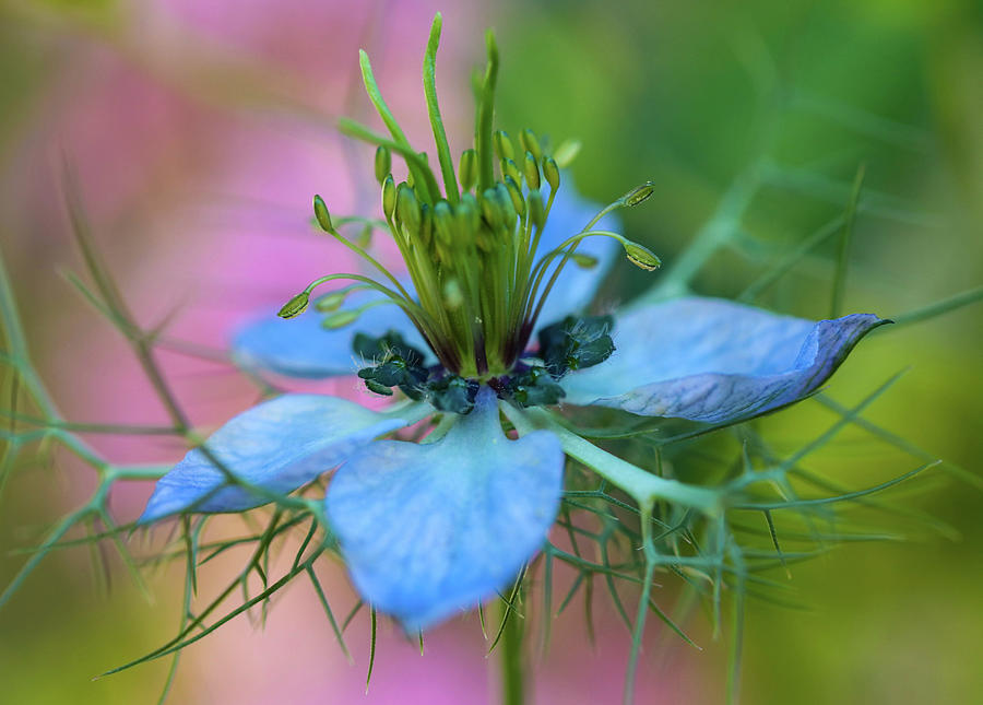 Love-in-a-Mist Close Up Photograph by Mary Anne Delgado