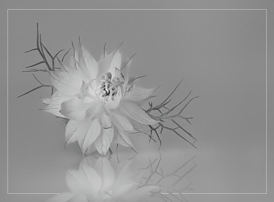 Love in a Mist in black and white Photograph by Sylvia Goldkranz