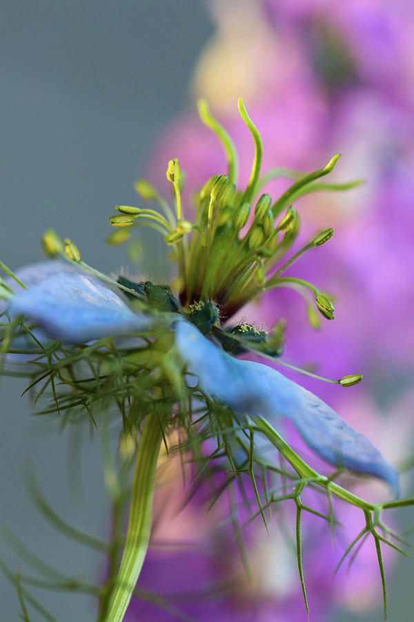 Love-in-a-Mist Lateral Photograph by Mary Anne Delgado
