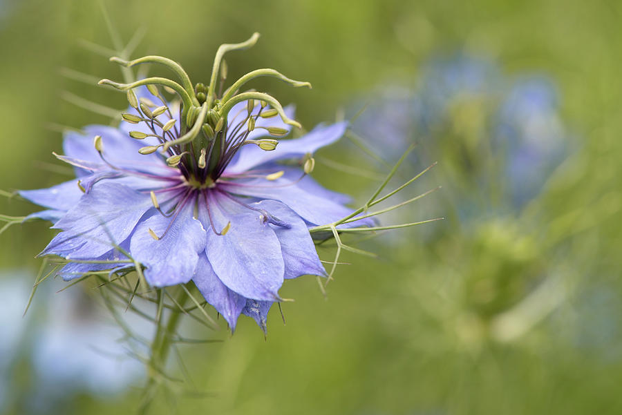 Love in a Mist Photograph by Laura Macky
