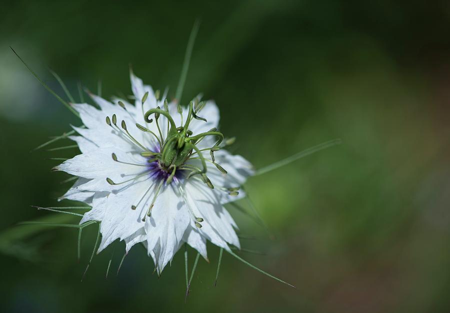 Love-in-a-Mist Photograph by Lori Rowland