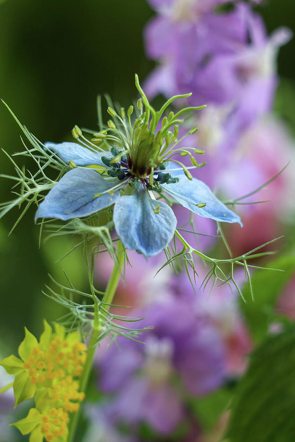 Love-in-a-Mist Photograph by Mary Anne Delgado