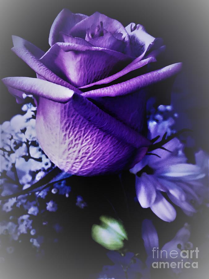 Love In A Purple Rose Digital Art