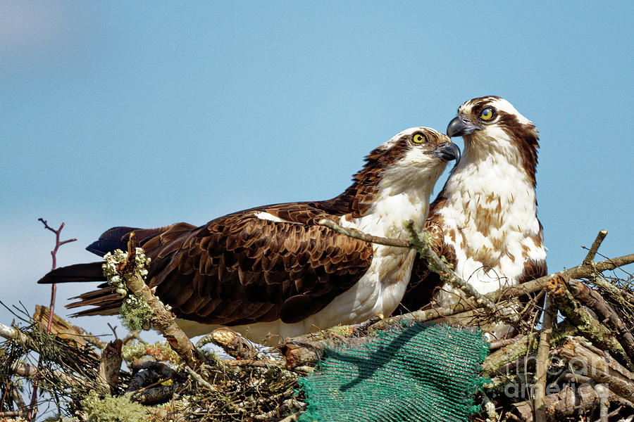Love In The Air Photograph by Paul Mashburn