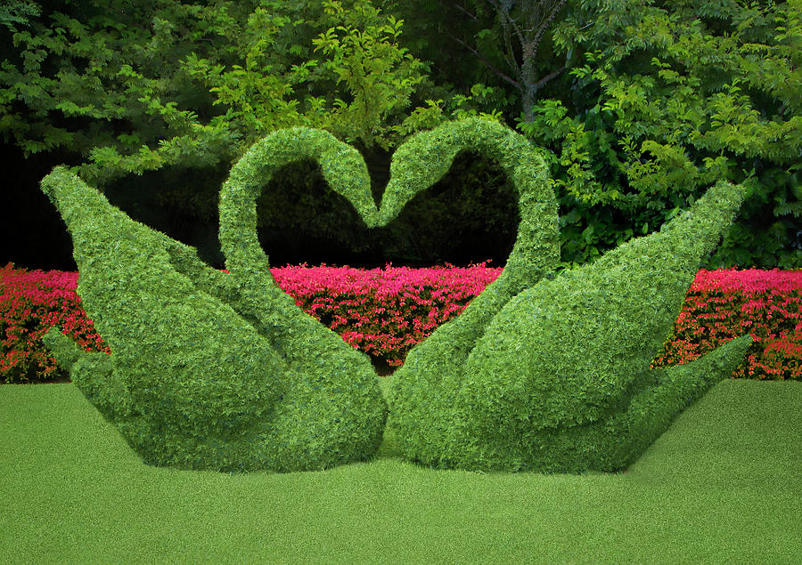 Love in the Garden - Swan Topiary Photograph by Mitch Spence