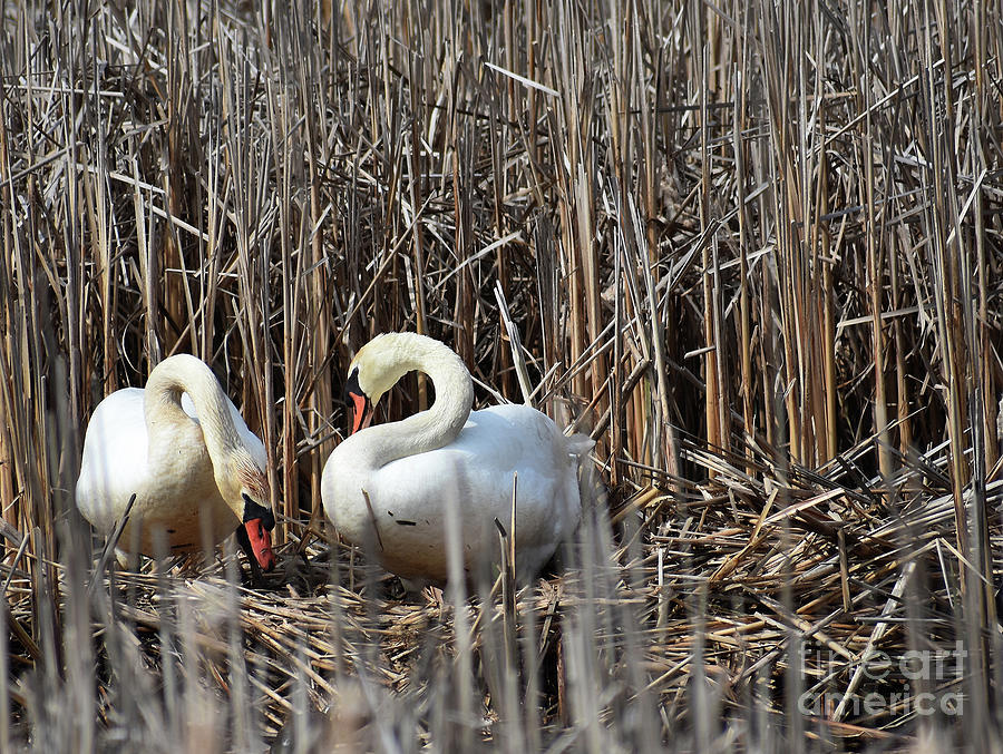 Love In The Reeds Photograph