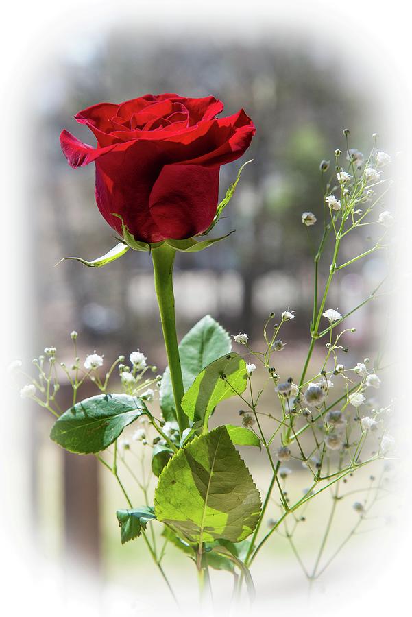 Love is a Rose Photograph by Bob Cuthbert Fine Art America