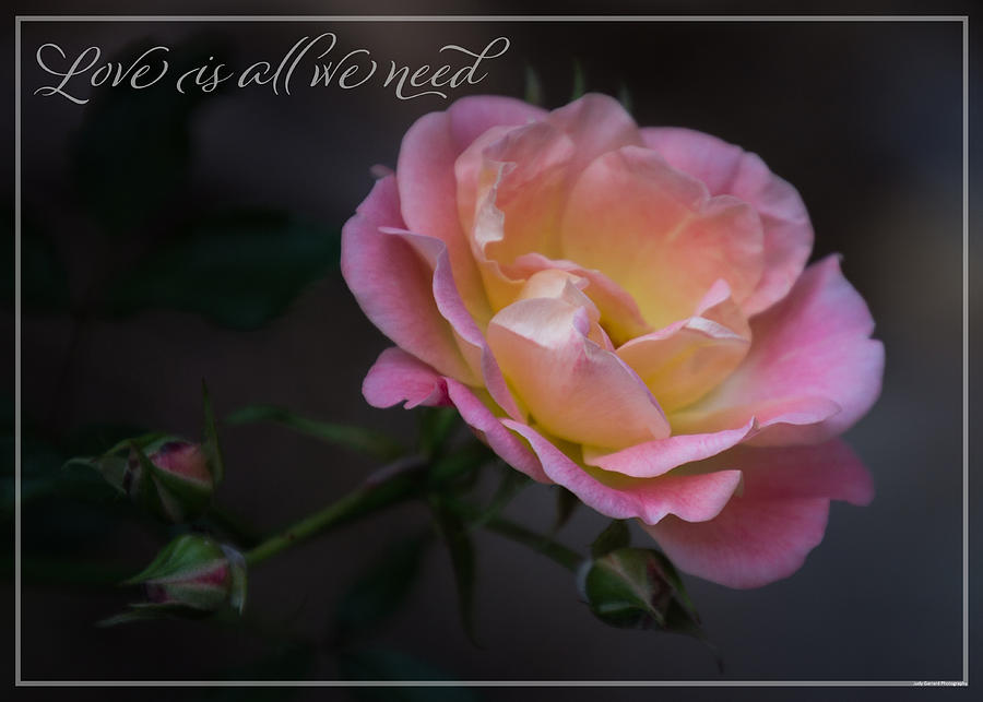 Rose Photograph - Love is all we need by Judy Garrard