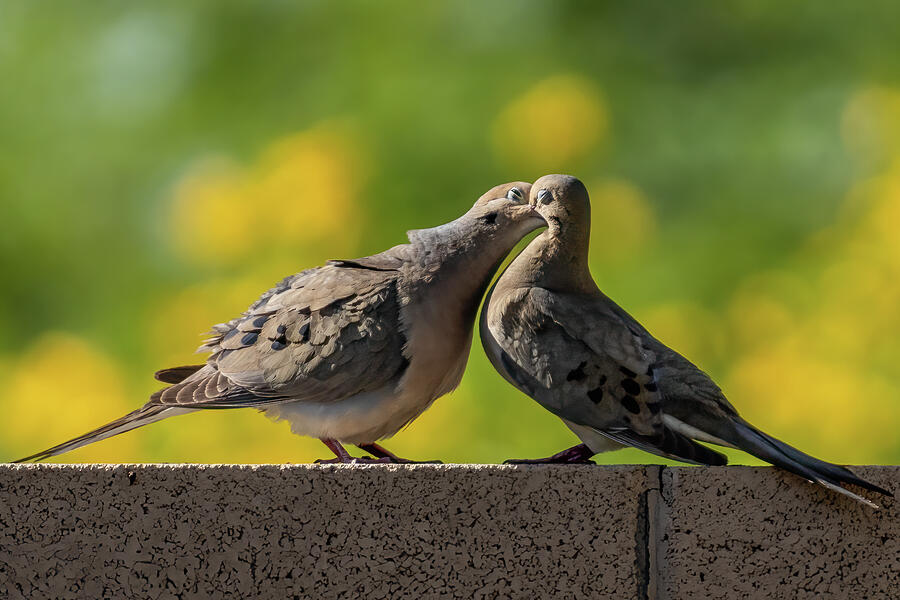 Dove Photograph - Love Is In The Air by Laura Epstein