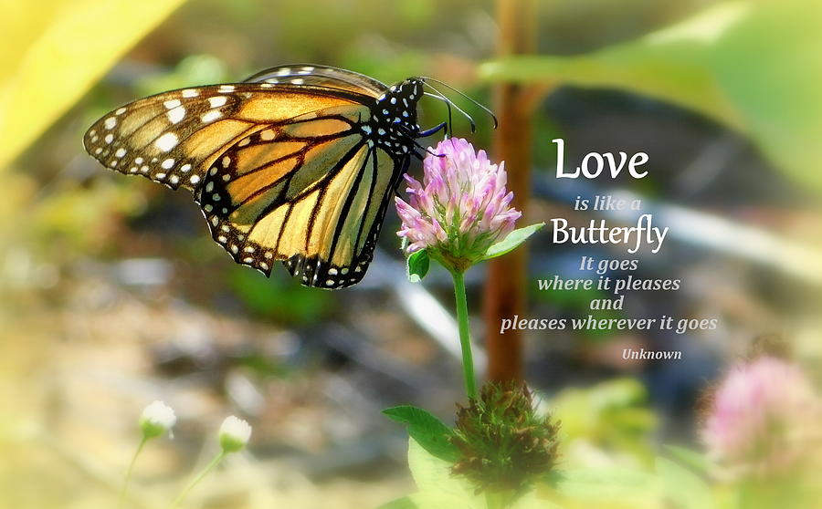Love is like a butterfly Photograph by Karen Cook - Fine Art America