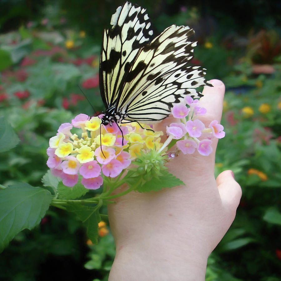 Love is Like a Butterfly Digital Art by Susan Hope Finley