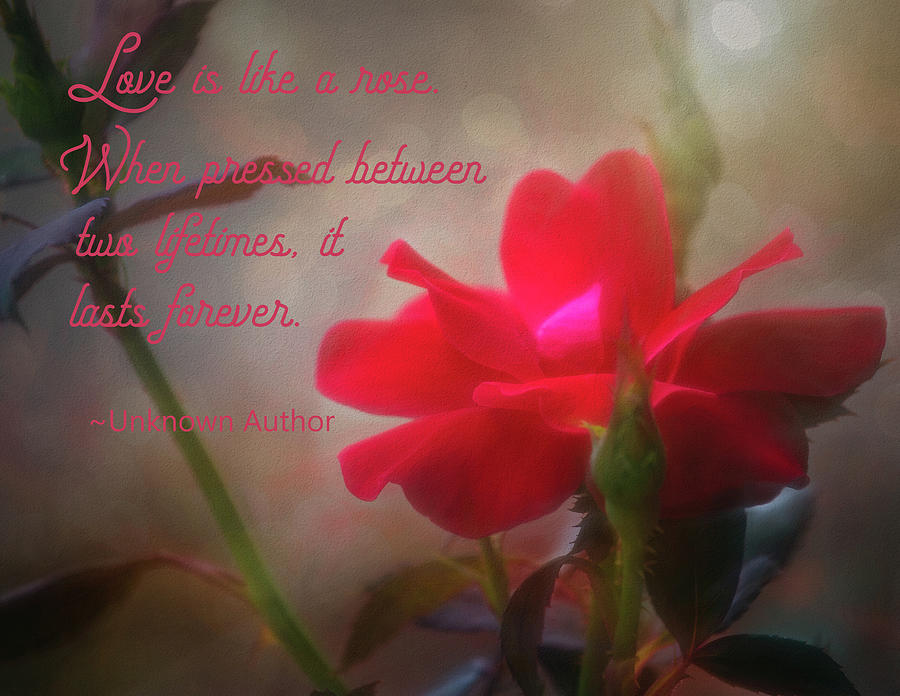 Love Is Like A Rose Photograph by Laura Vilandre