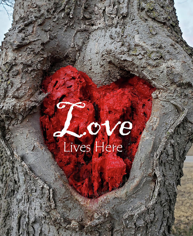 LOVE LIVES HERE Red Heart In a Tree Photograph by Lynnie Lang