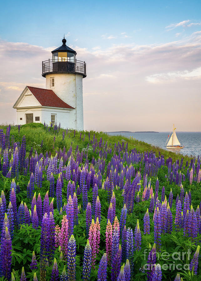 Curtis Island Lupines Photograph by Benjamin Williamson