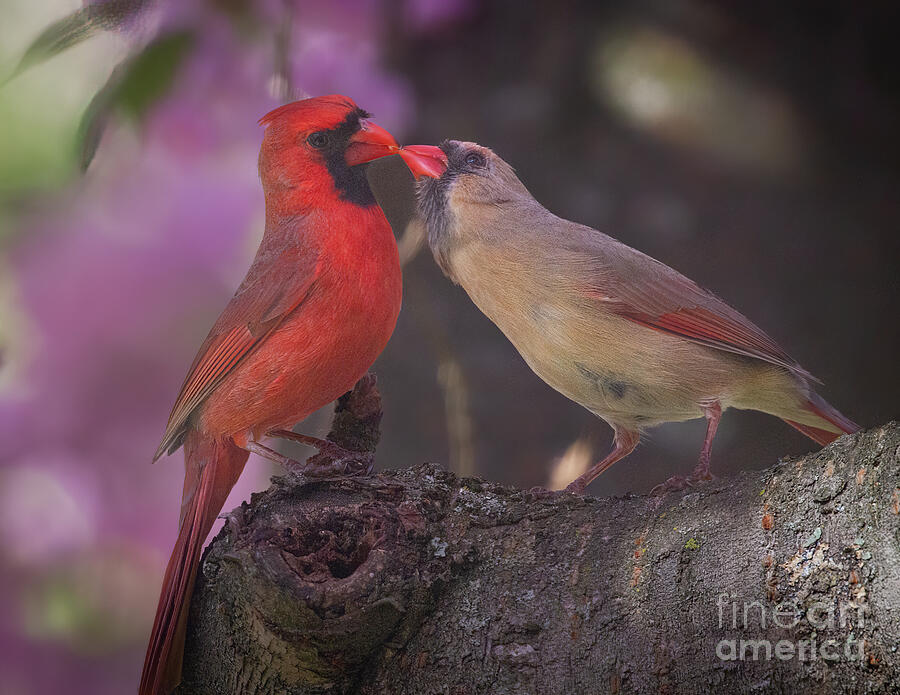 Love Birds Photograph by Chris Scroggins