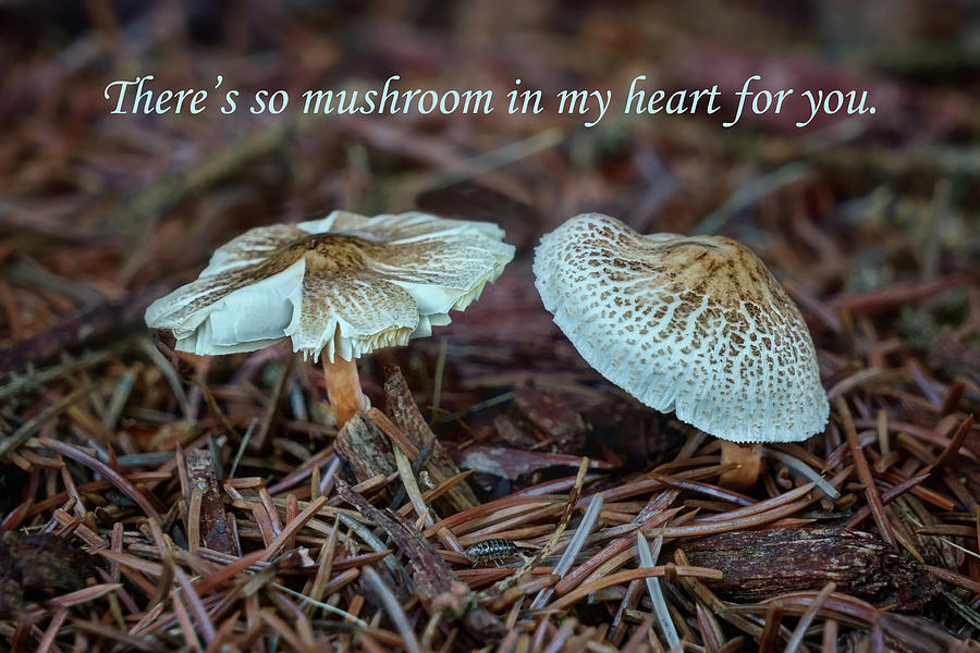 Tree Photograph - Love - Mushrooms by Nikolyn McDonald