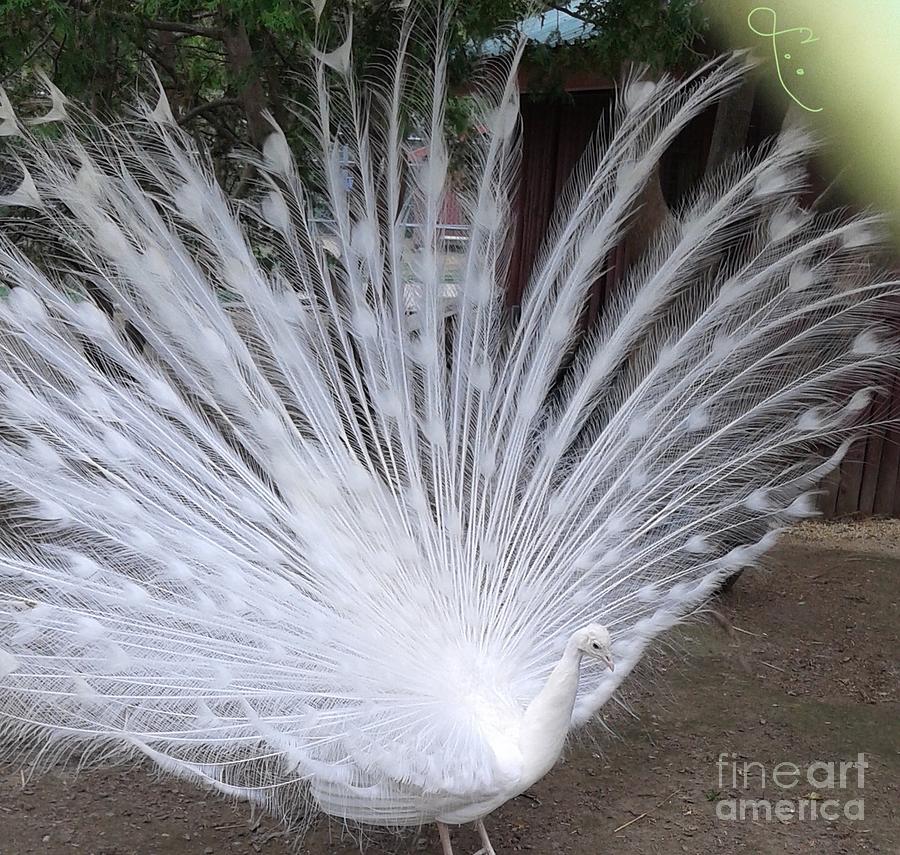 Love Of A Peacock Photograph