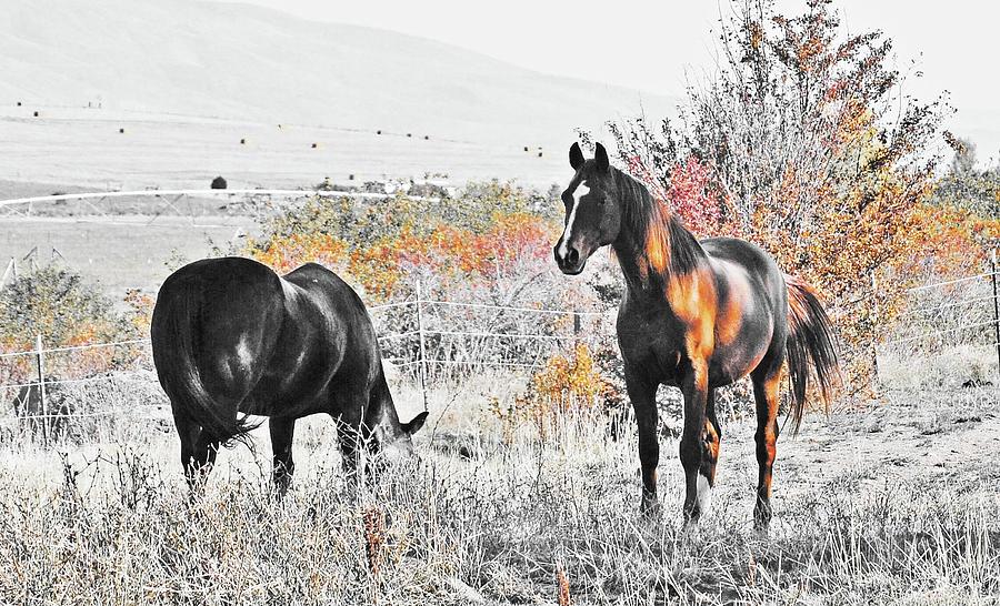 Love Of Horses Digital Art by Fred Loring