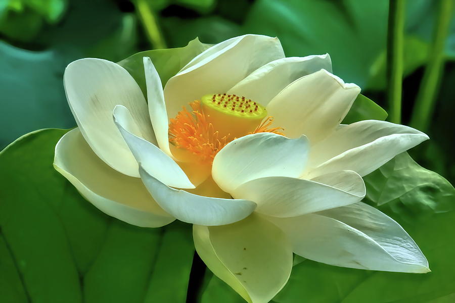 Love of Lotus  Photograph by Geraldine Scull