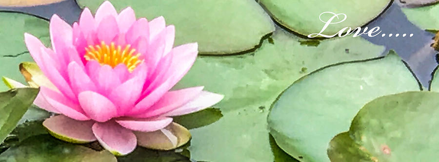 Nature Digital Art - Love of the Lotus by Melissa Callahan