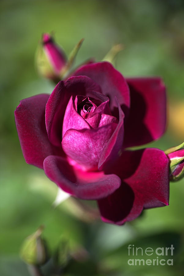 Nature Photograph - Love Of The Magenta Rose by Joy Watson