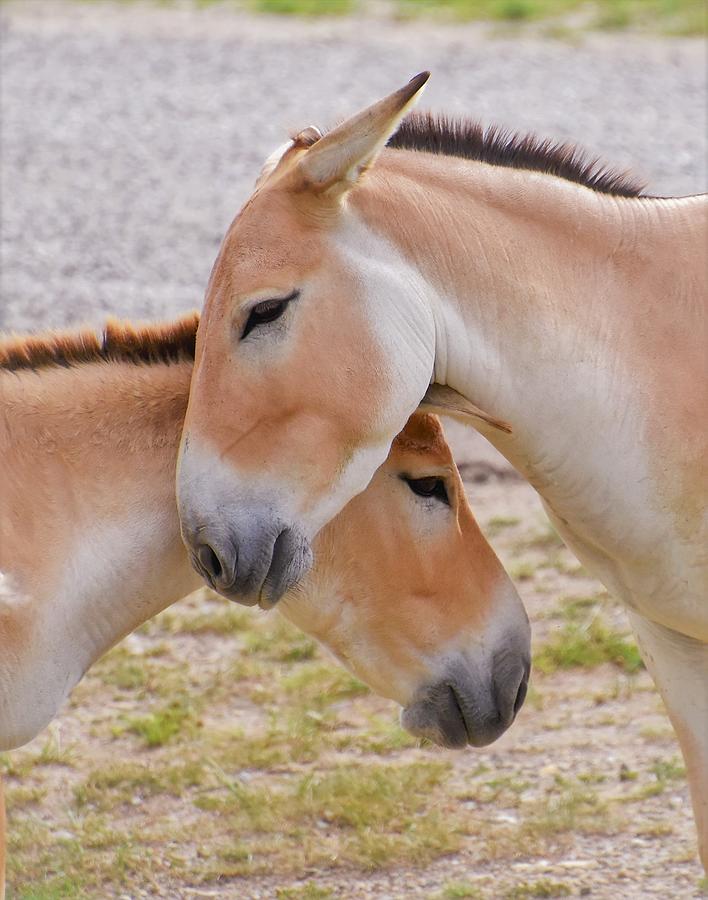 - Love - Persian Onagers donkey - Equus hemionus onager Photograph by THERESA Nye