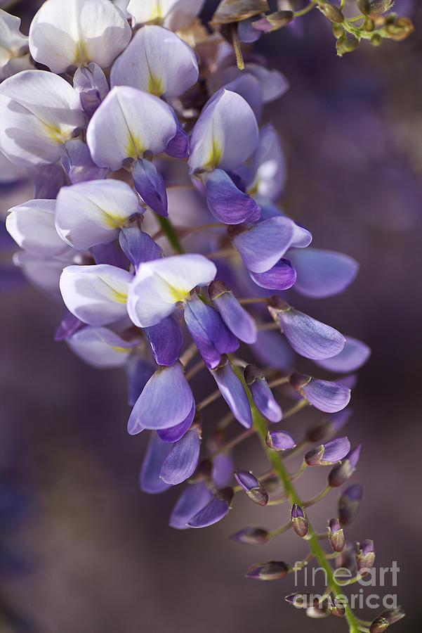 Nature Photograph - Love Purple Wisteria  by Joy Watson
