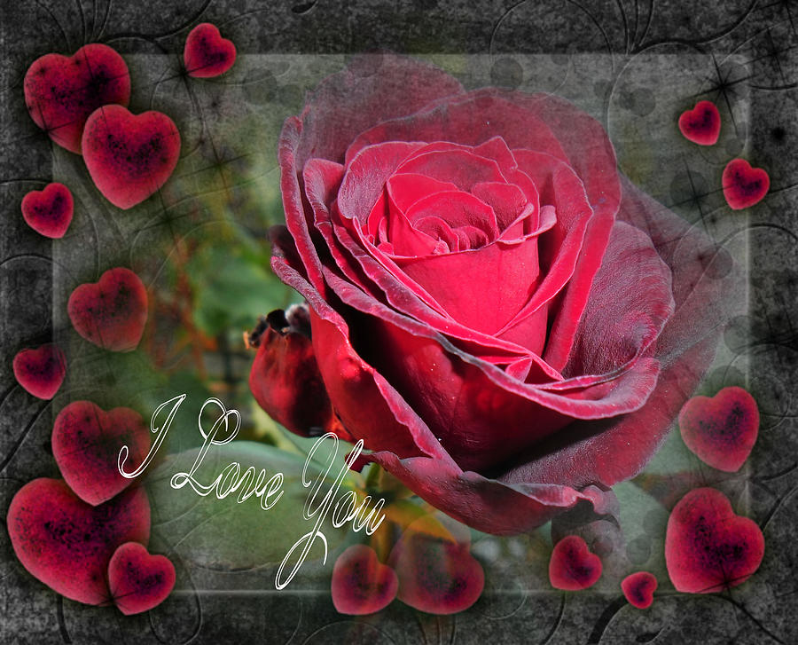 Love red rose Photograph by Vesna Martinjak
