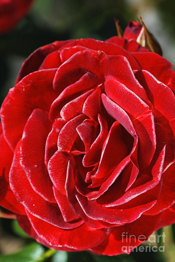 Love, Romance, Red Rose Photograph by Joy Watson