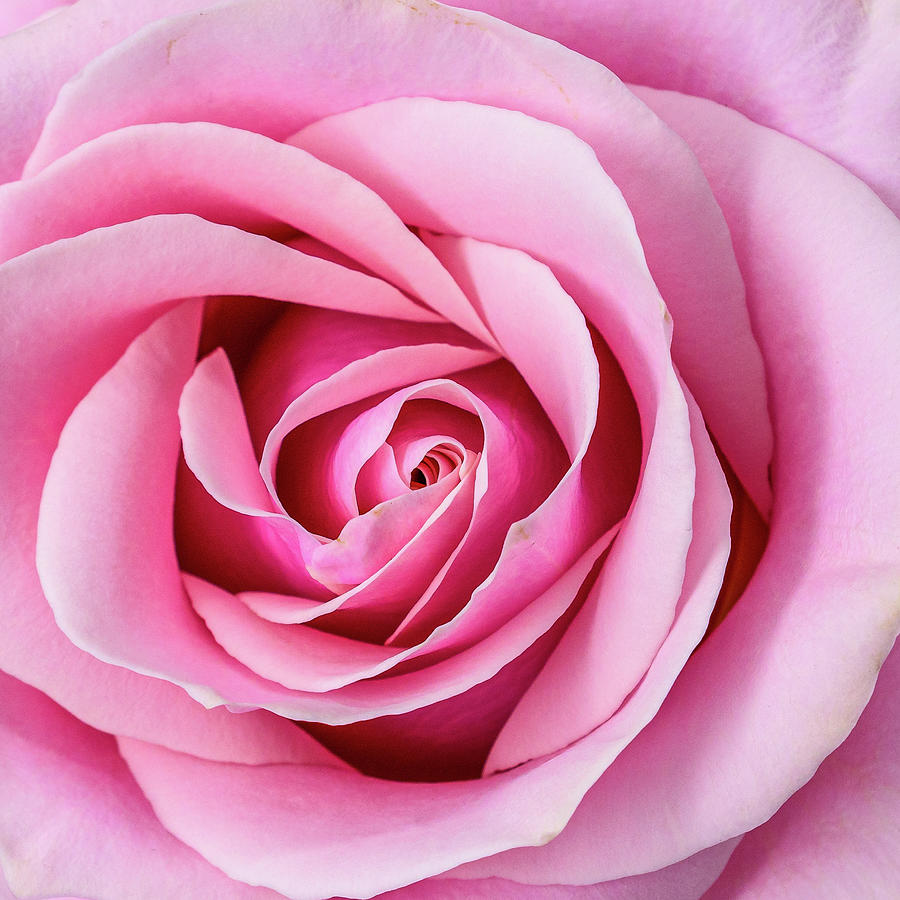 Love Rose Photograph by Sandi Kroll - Fine Art America