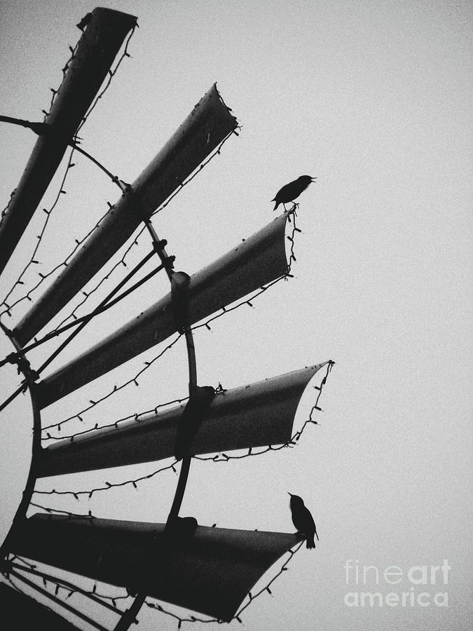 Bird Photograph - Love Song by Joe Pratt