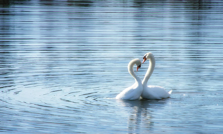 Love Swan II Photograph by Steph Gabler